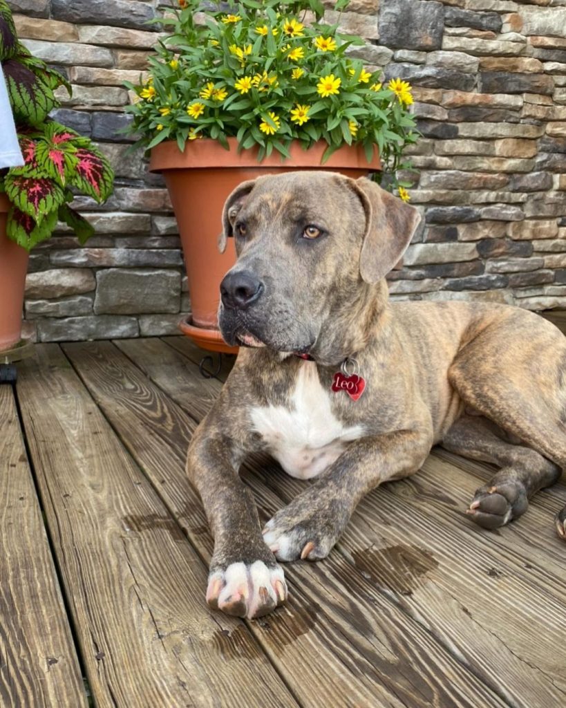 Cane Corso Pitbull Mix Giant Breed Pitbull Mix