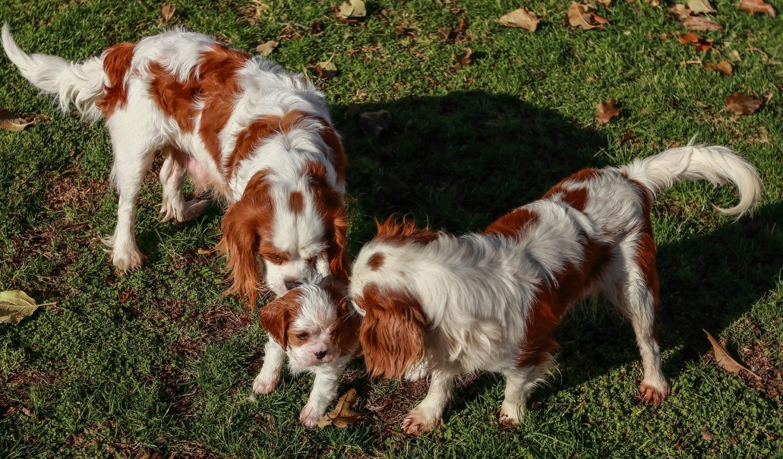 Cavalier King Charles Spaniel Vs Cavapoo Difference Between Purebred