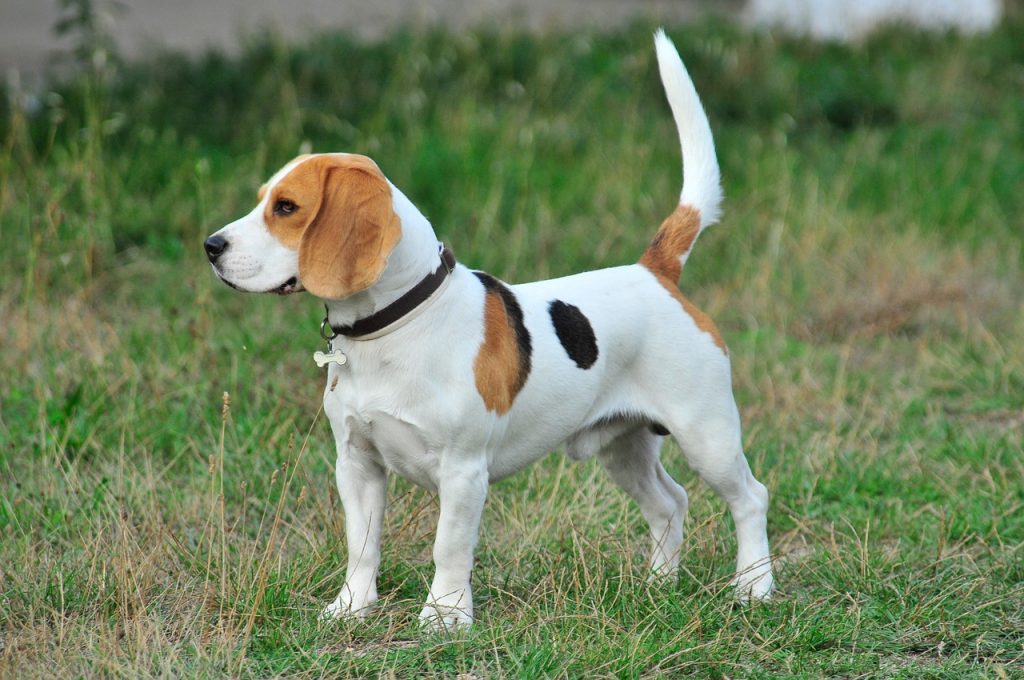 How long does beagle live