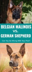 Belgian Malinois Vs German Shepherd – Can You Go Wrong With Your Pick?