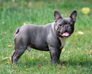 Blue French Bulldog – What Is So Special And Unusual About This Dog?