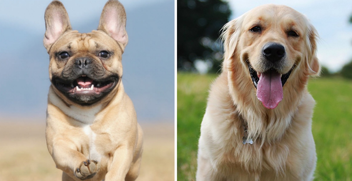 Top 7 Dog Breeds Vets Say Think Twice Before Getting The - 