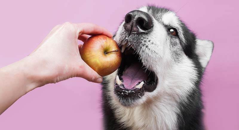 safe for dogs to eat apples