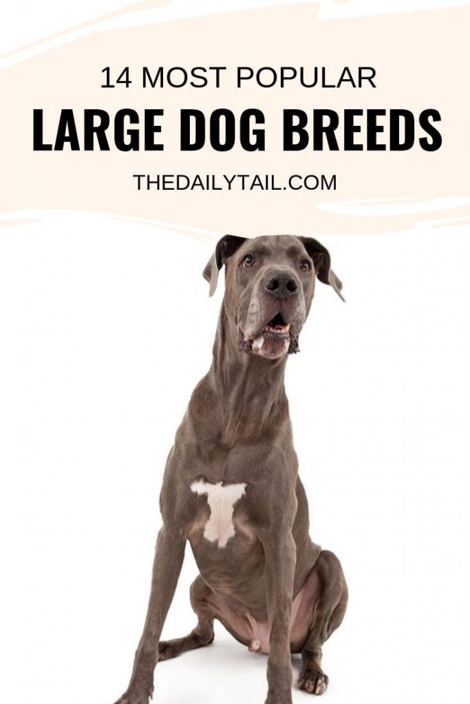 14 Most Popular Large Dog Breeds