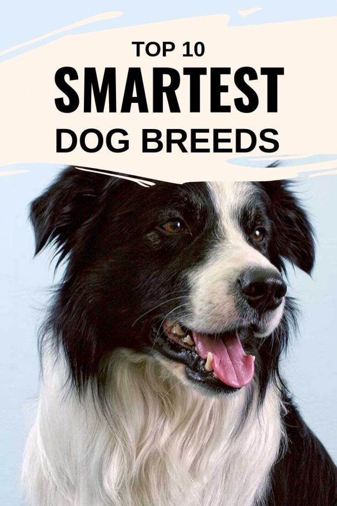 Top 10 Smartest Dog Breeds That Will Amaze You