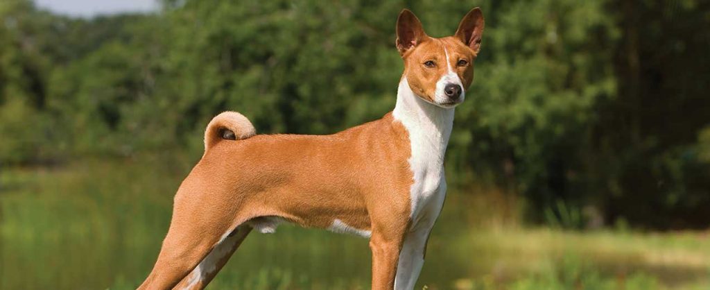 Top 10 Hound Dog Breeds That Are Great As Family Pets