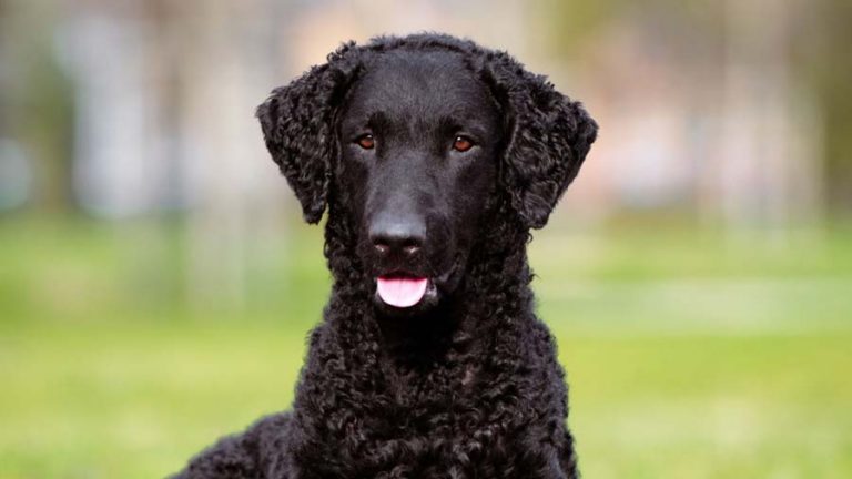 Retriever Breeds – How Many Types Are There?