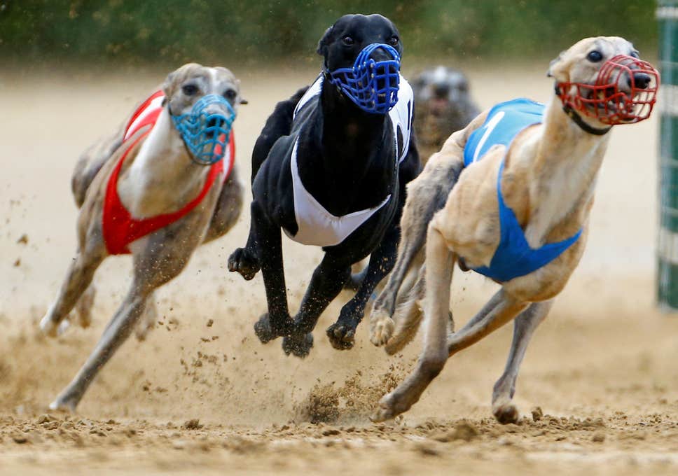 racing dog breeds