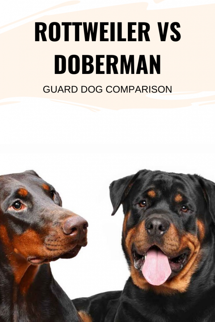 Rottweiler Vs Doberman – Which Guard Dog Is Your Choice For Family Pet?