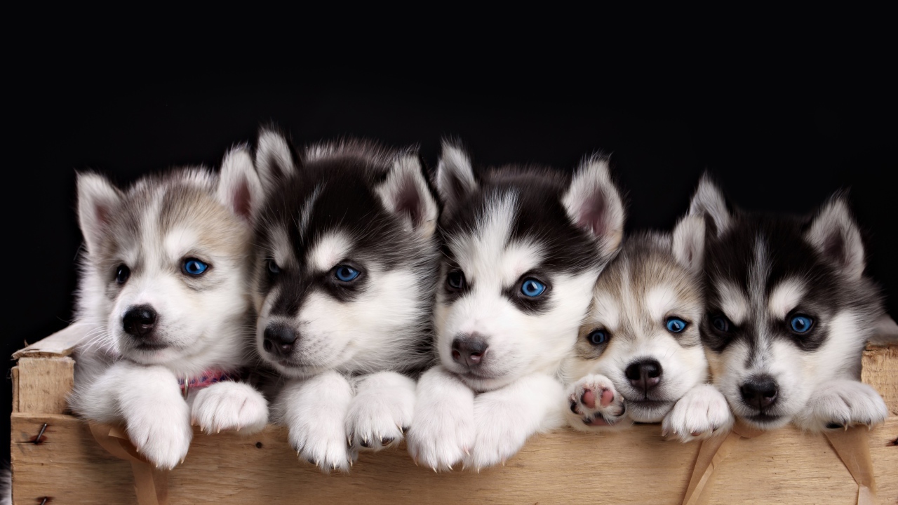 why do husky dogs have blue eyes