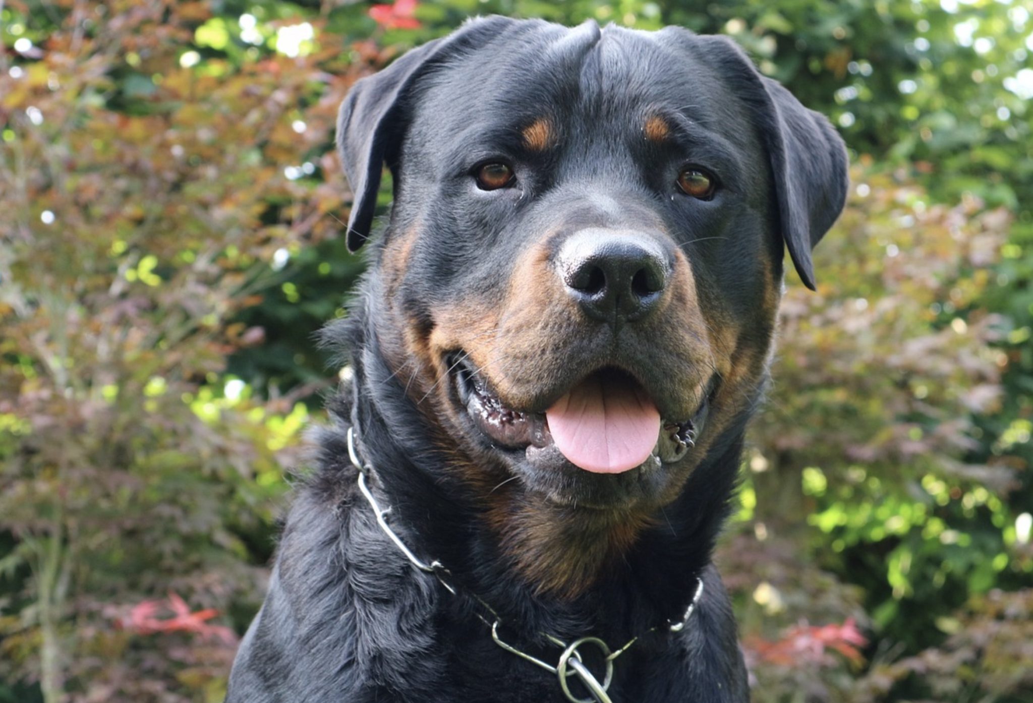 10 Things You Didn't Know About Rottweiler