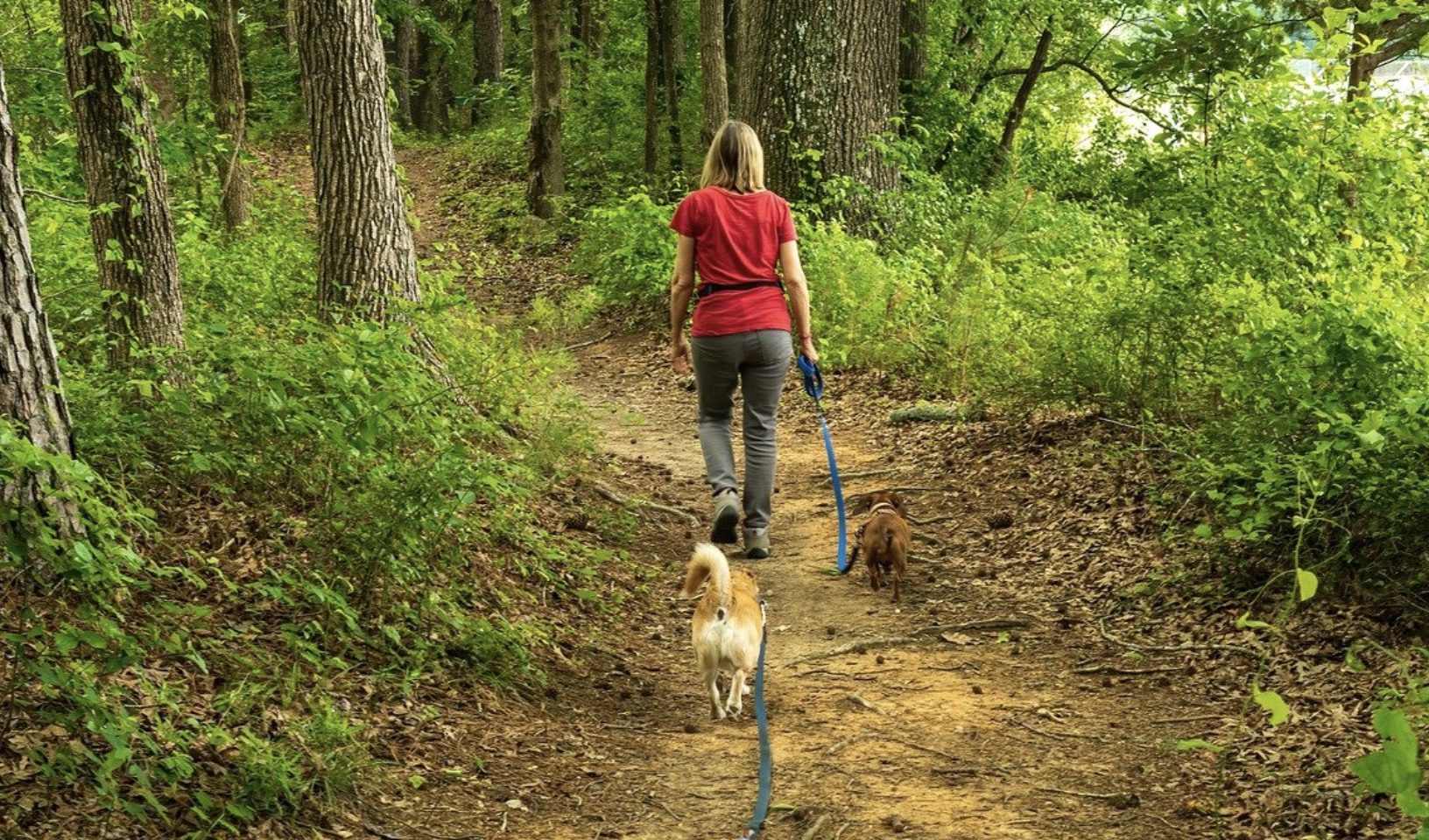 how-many-times-a-day-should-you-walk-your-dog-wet-noses-pet-sitting