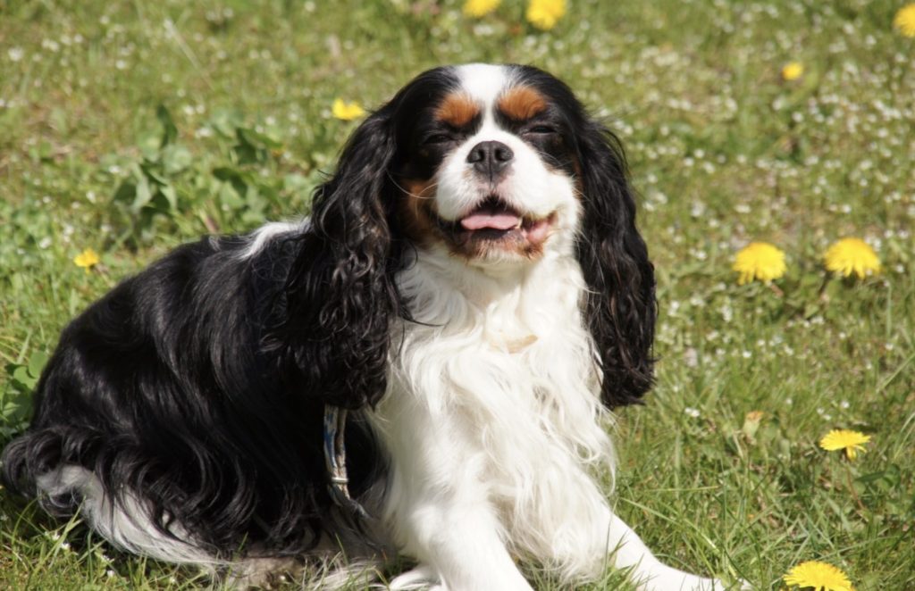 11 Things To Know Before Getting A Cavalier King Charles Spaniel