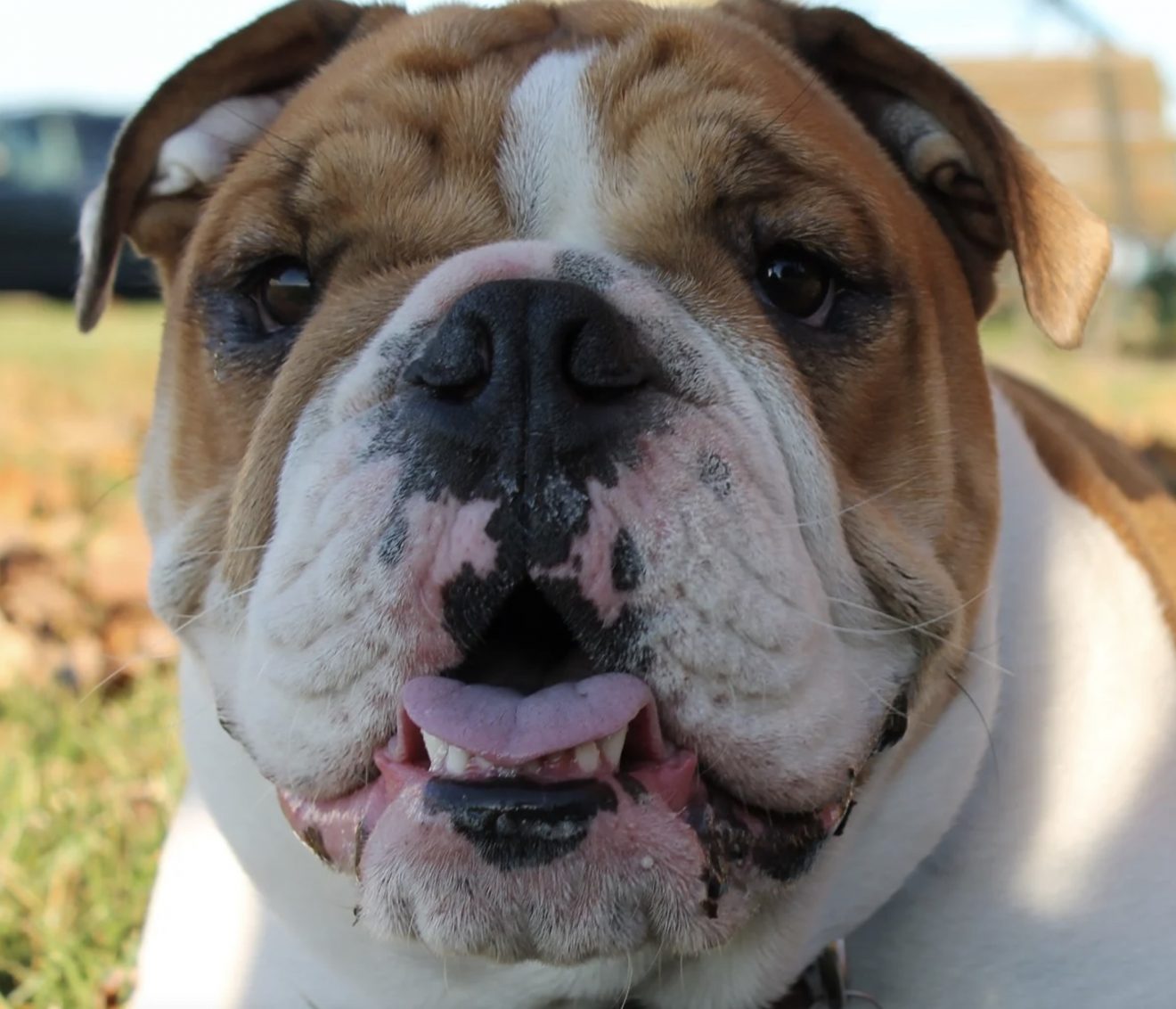 12 Things You Need To Know Before Getting An English Bulldog Puppy