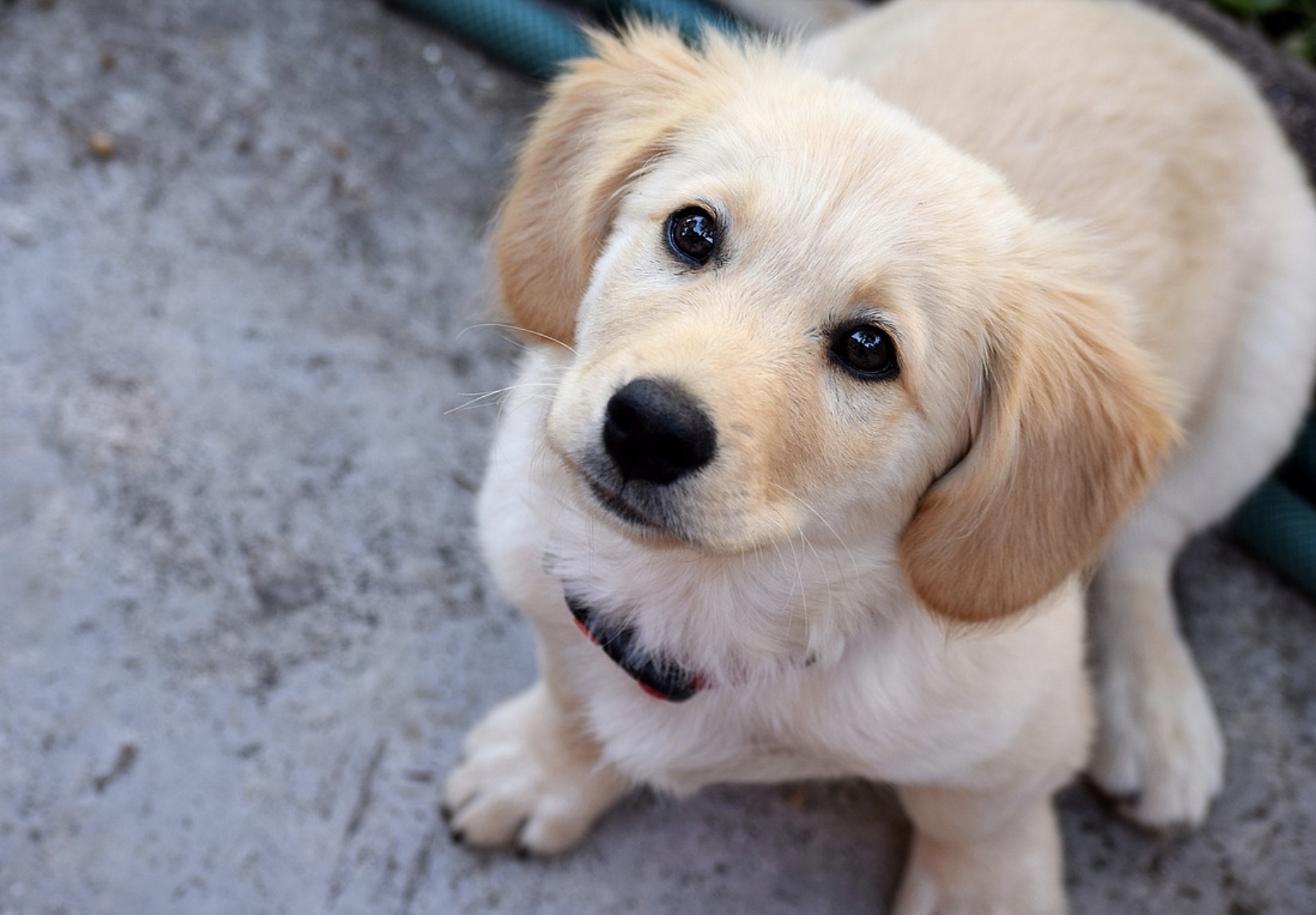 How To Teach Your Dog To Count?