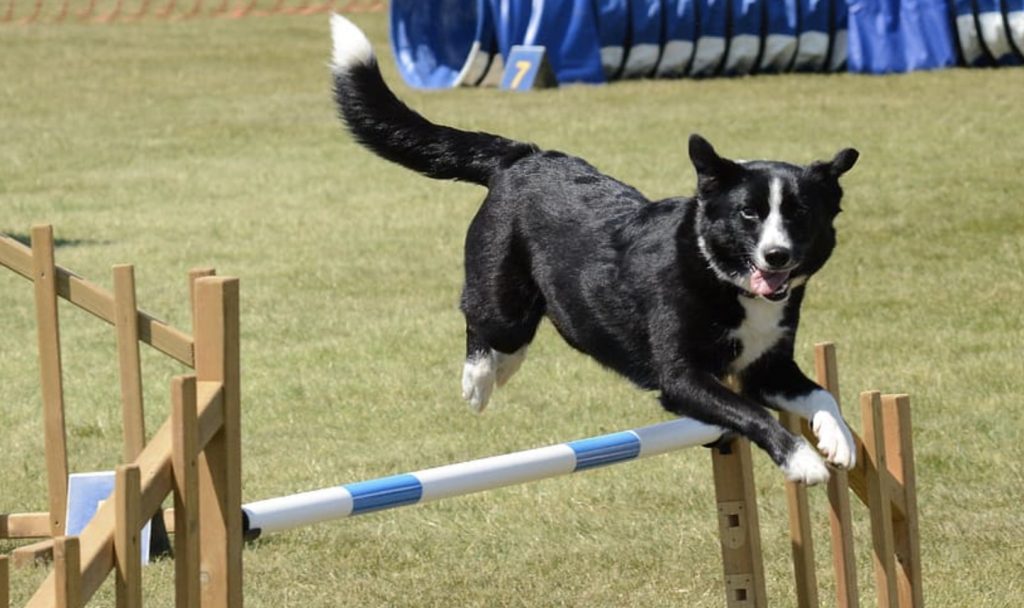 How To Teach Your Dog To Jump