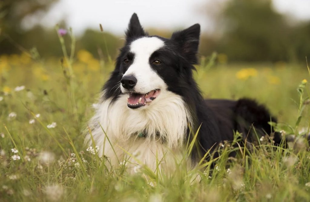 12 Things You Didn’t Know About Border Collie Dog