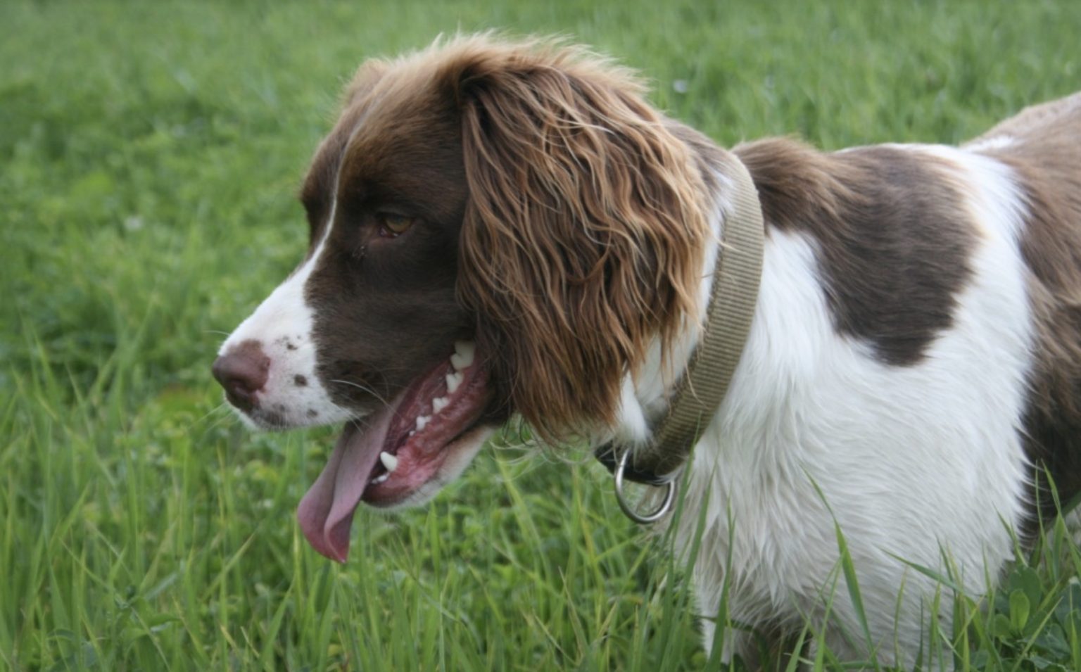 Dutch Dog Breeds - Get To Know The Shepherd And Spaniel From The ...