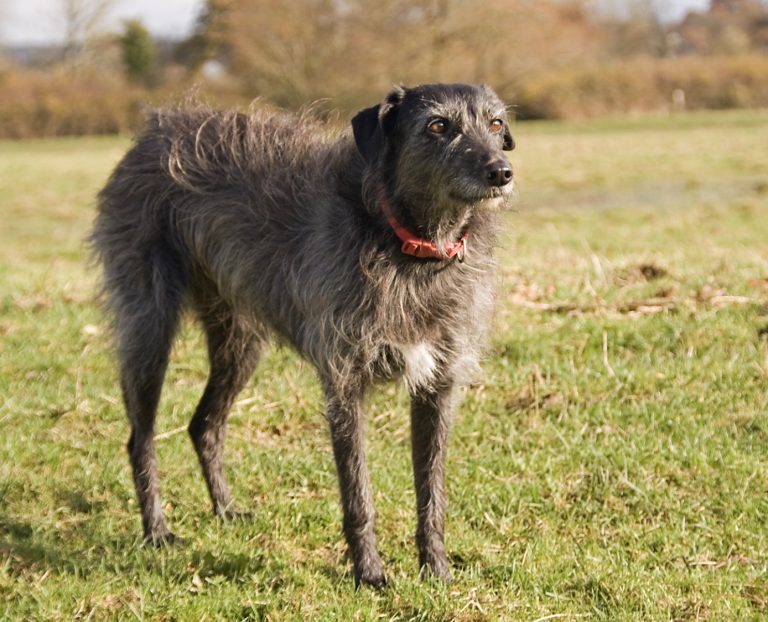 Most Popular Sighthound Breeds - Hunting Dogs Turned Family Dogs