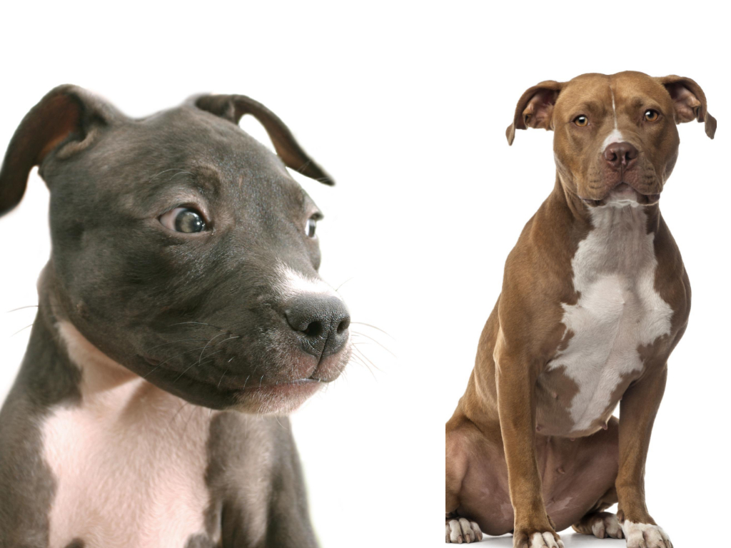 what is the difference between a pitbull and staffordshire terrier