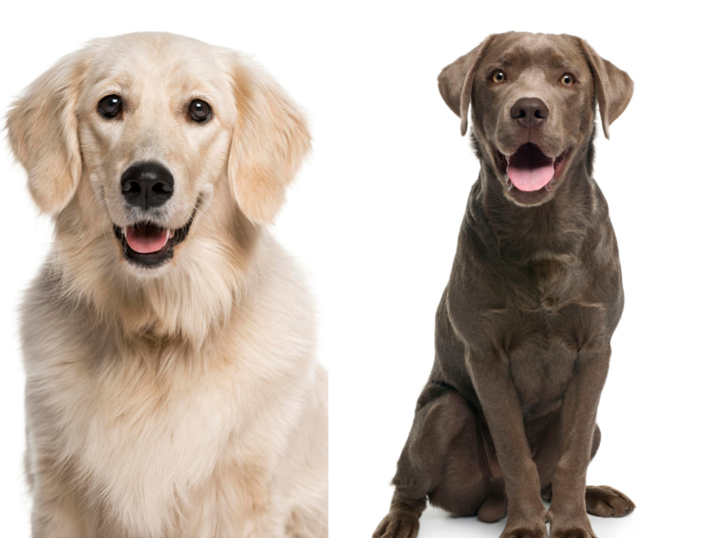 Golden Retriever vs Labrador