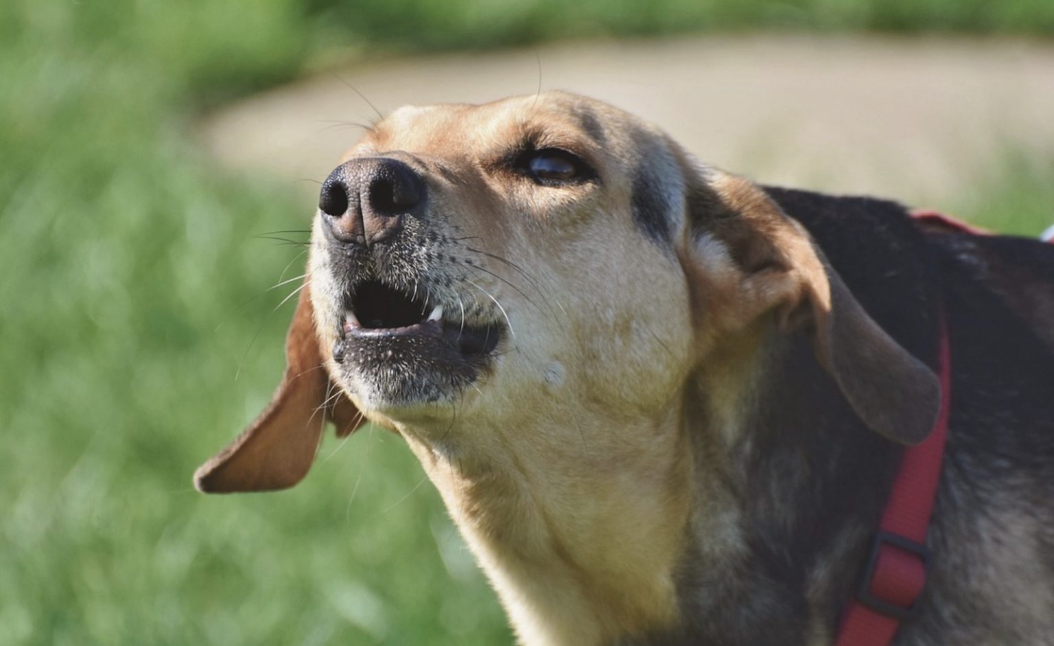 What Is A Reactive Dog? Understanding Dog Reactivity!