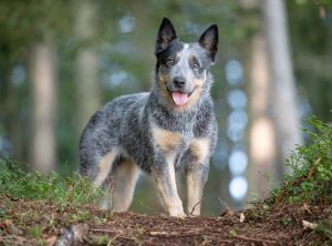 Red Heeler Vs Blue Heeler – How Important Is Coat Color?