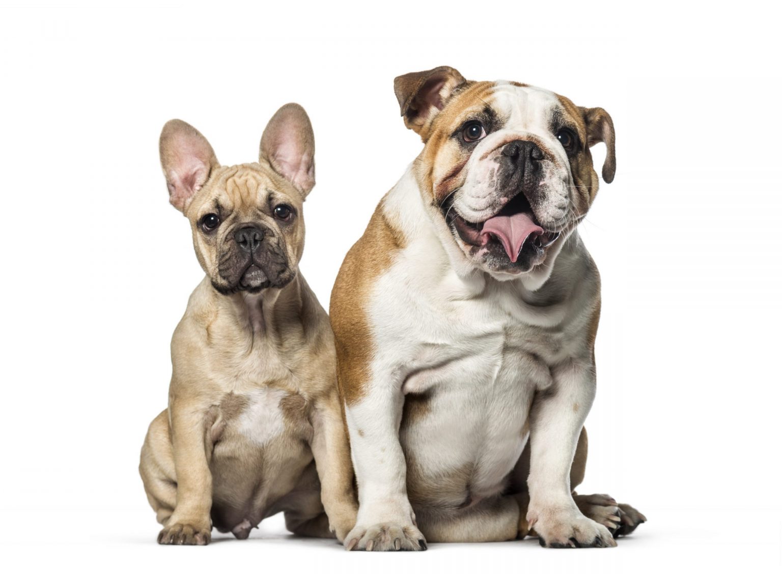 French Bulldog Vs English Bulldog - Comparison Of Brachycephalic Dog Breeds