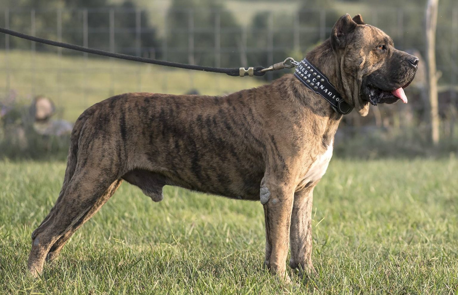 Presa Canario Vs Cane Corso – Gigantic Dogs Comparison