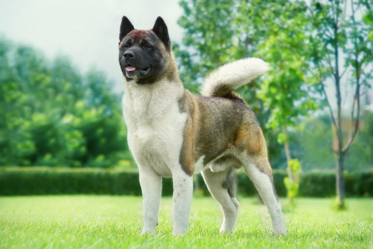 American Akita Vs Japanese Akita - Same Dog, Different Continent?