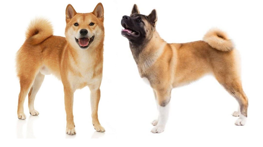 American Akita Vs Japanese Akita - Same Dog, Different Continent?