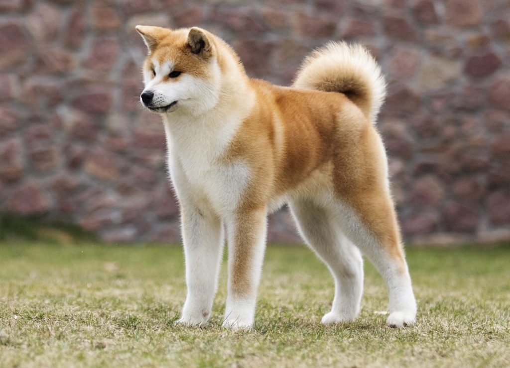 American Akita Vs Japanese Akita - Same Dog, Different Continent?