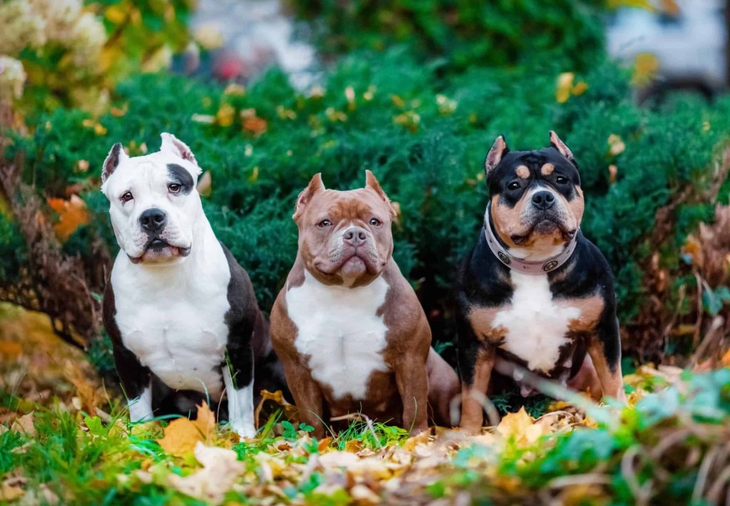 American Bully Vs American Bulldog – How To Tell The Difference?