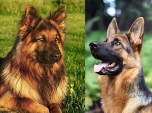 King Shepherd Vs German Shepherd – How To Spot The Difference?