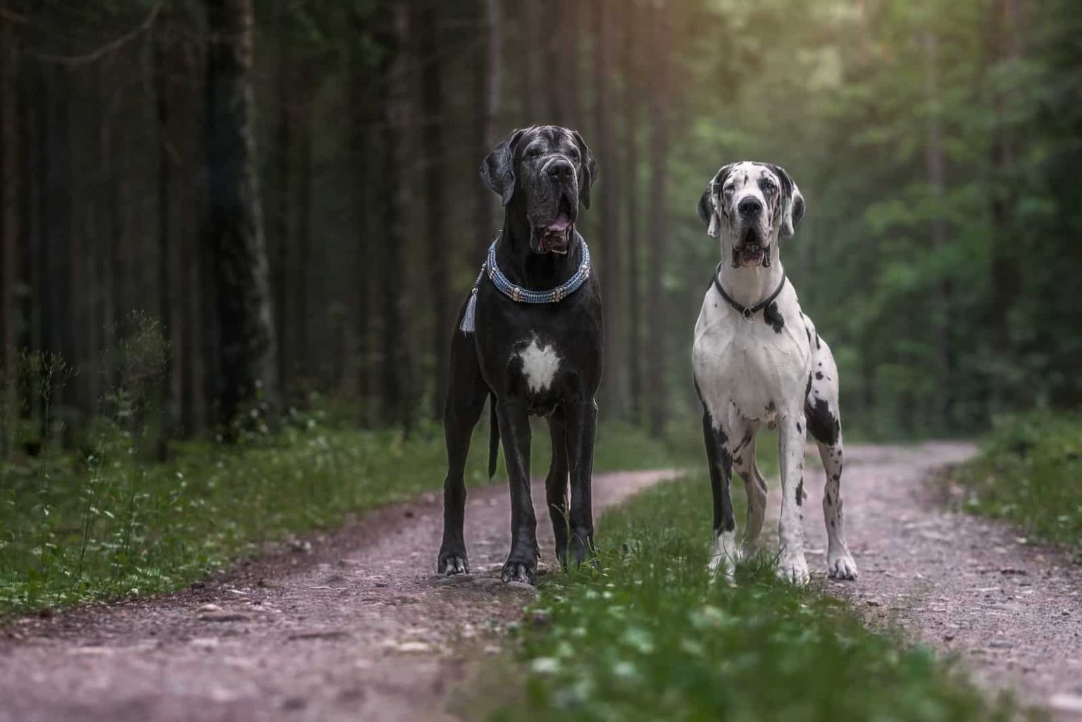 Irish Wolfhound Vs Great Dane - Giant Dog Breeds Comparison