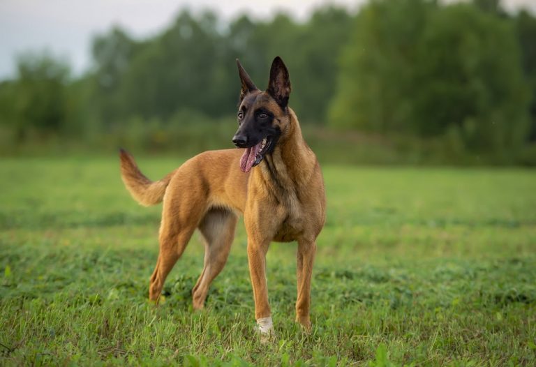 Dutch Shepherd Vs Belgian Malinois - Two Different Working Dogs
