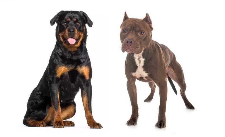 Rottweiler Vs Pitbull – Gentle Dogs With Bad Reputation