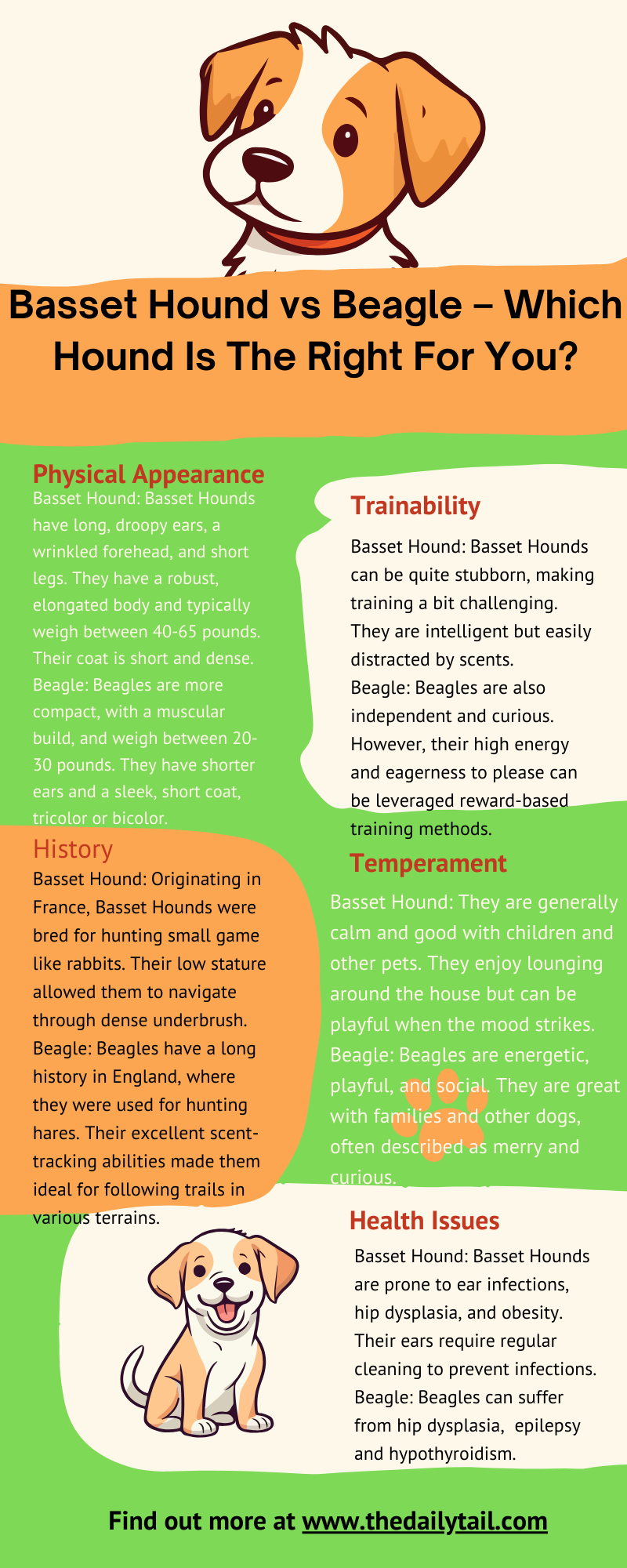 basset hound vs beagle infographic