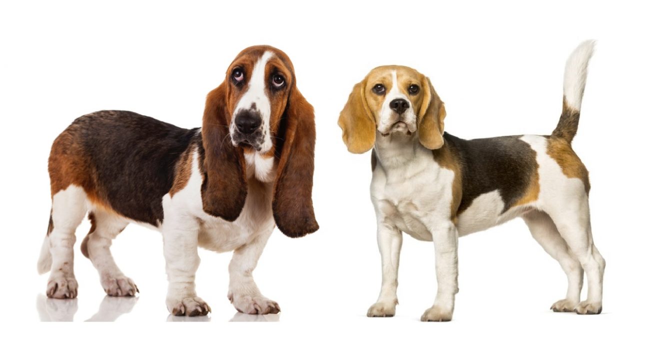 Basset Hound Vs Beagle – Which Hound Is The Right For You?