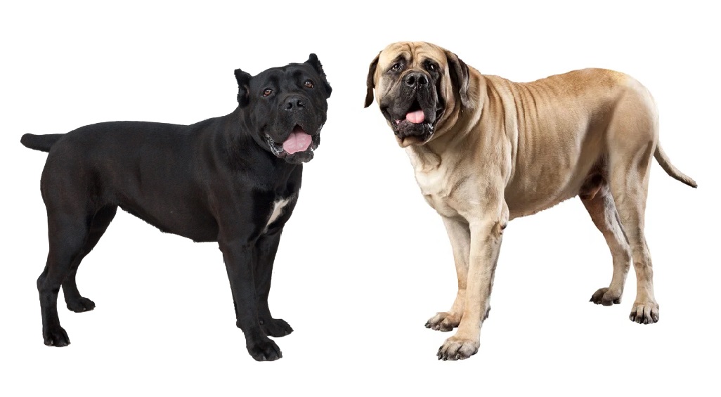 what is the difference between a cane corso and a mastiff