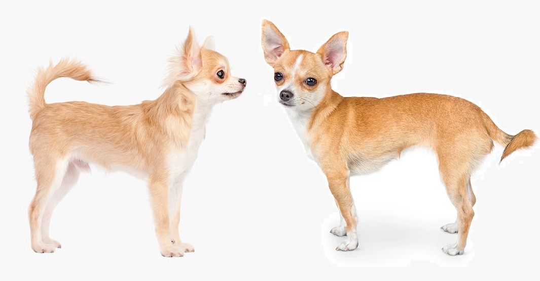Apple Head Vs Deer Head Chihuahua Does A Head Shape Make A Difference