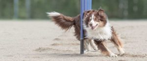 How To Train An Australian Shepherd – Challenges Of Herding Breeds