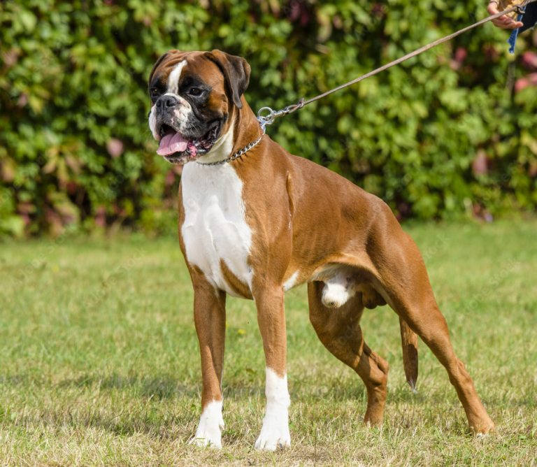 Boxer Beagle Mix – Everything You Need To Know About A Family Hybrid Dog