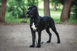 Cane Corso Pitbull Mix – Giant Breed Pitbull Mix