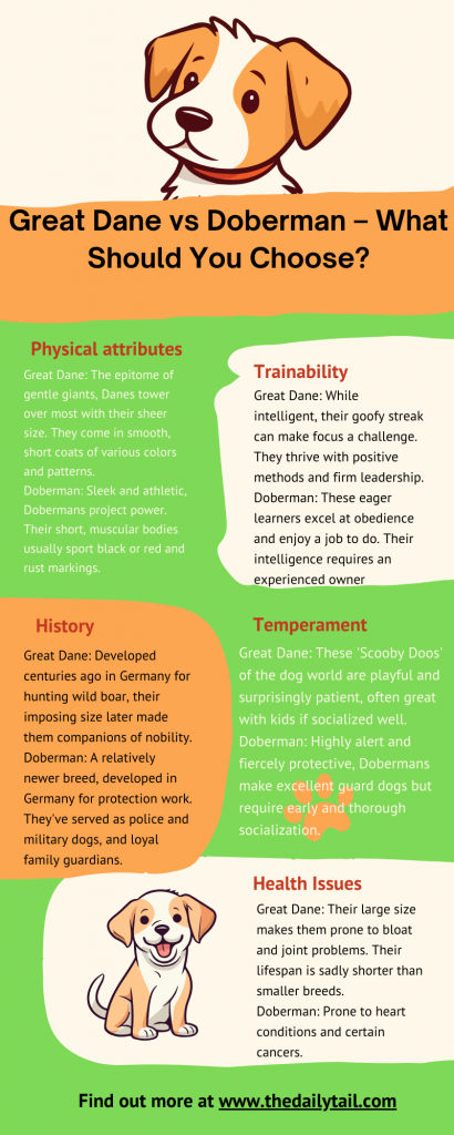 Great Dane Vs Doberman – What Should You Choose?