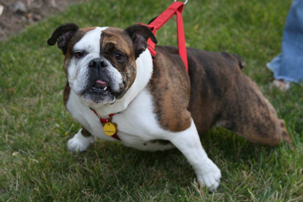 American Bulldog Vs English Bulldog – Related Breeds With Nothing In Common