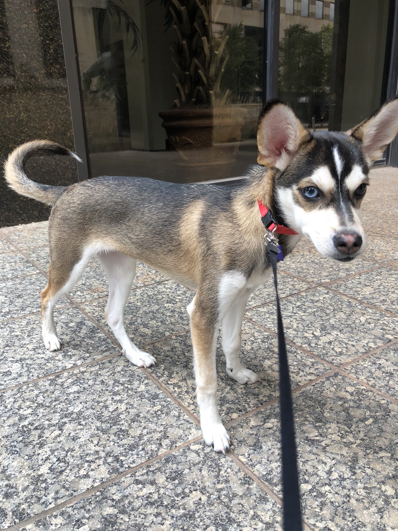 Chihuahua Husky Mix What You Need To Know