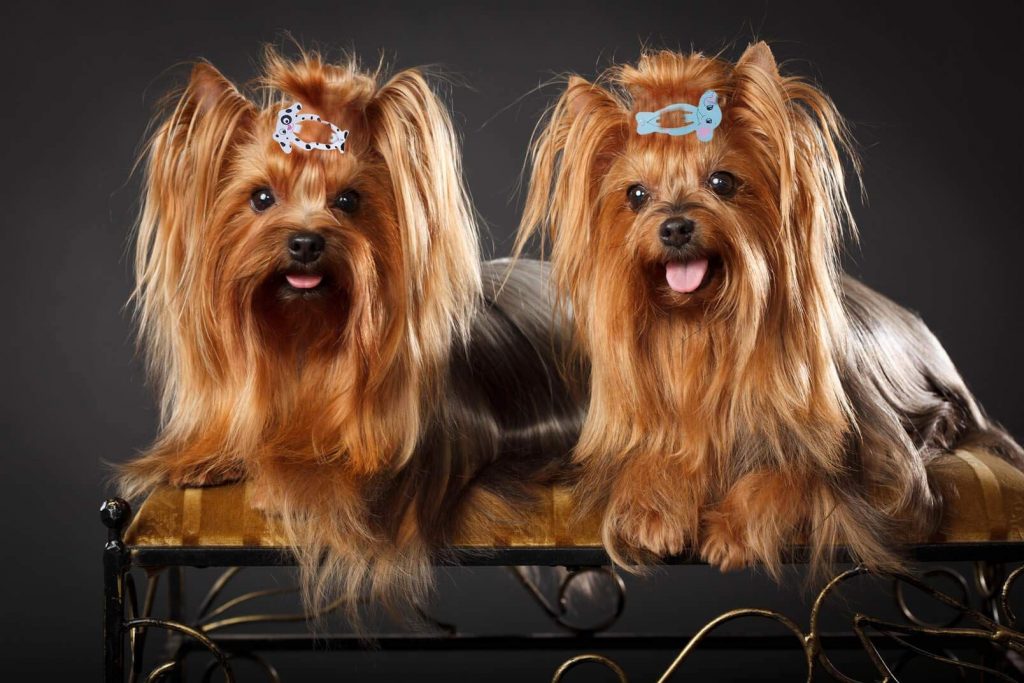 Silky Terrier Vs Yorkie – Cousins With Different Personality