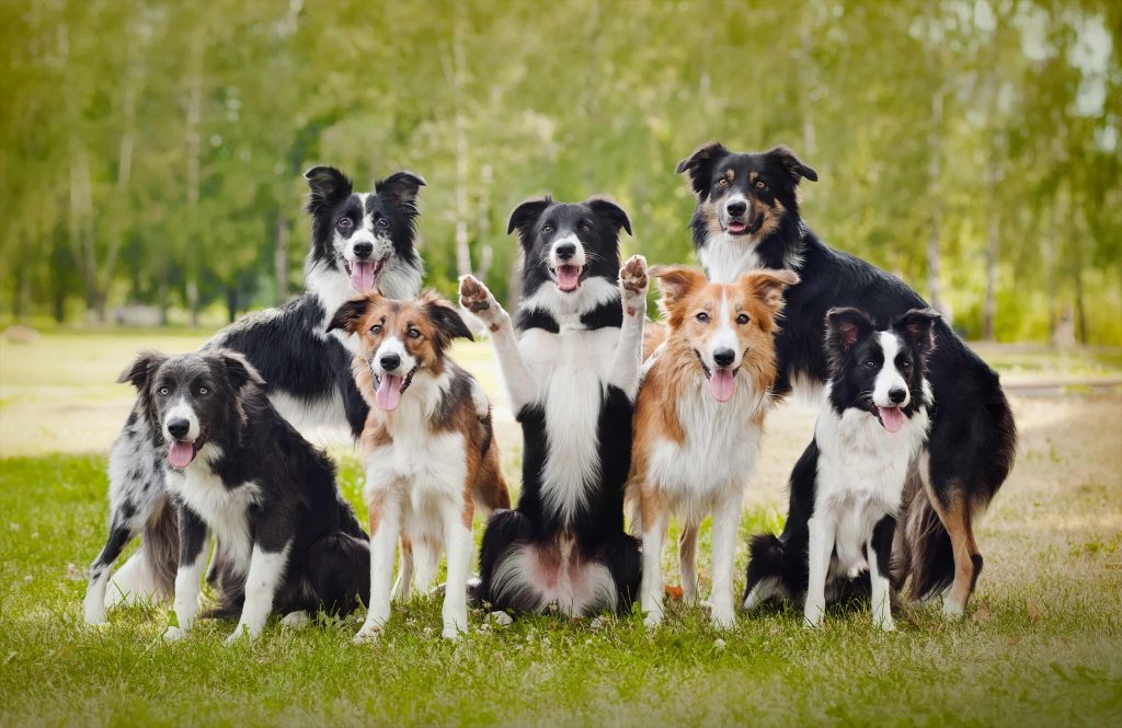 How To Train A Border Collie? Training The Smartest Dog