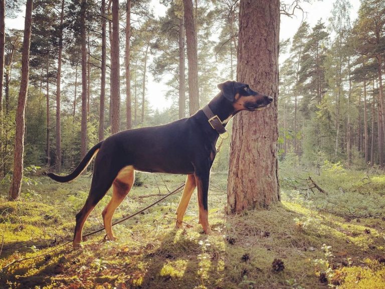 Doberman Lab Mix – Large, Affectionate, And Loyal Puppy